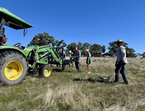 From bare paddock to future habitat on Bell Springs Road